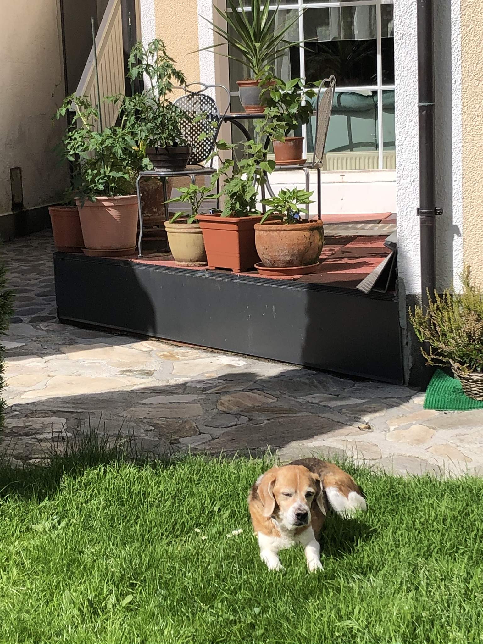 Die alte Beagle-Lady genießt die Sonne.