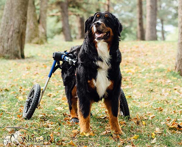 Dog Wheelchairs – Restoring Your Dog’s Mobility
