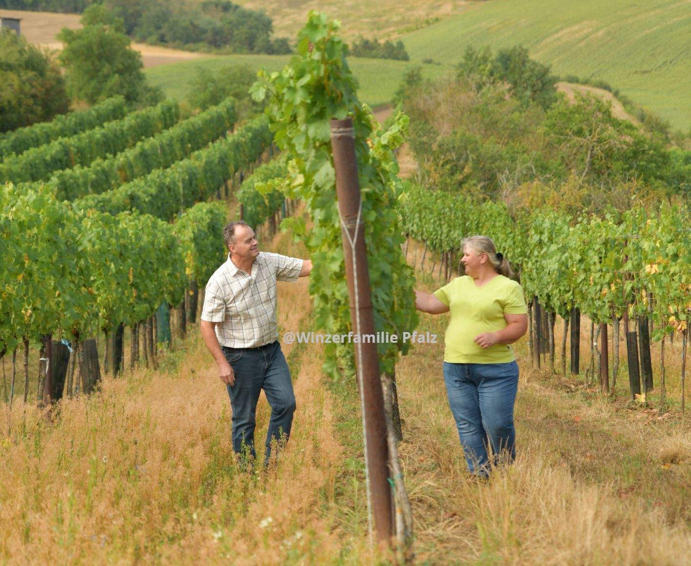 Wein ist unter den Getränken das Nützlichste und unter den Nahrungsmitteln das Angenehmste, Winzerfamilie Pfalz, Wein, Weingut, Weingarten