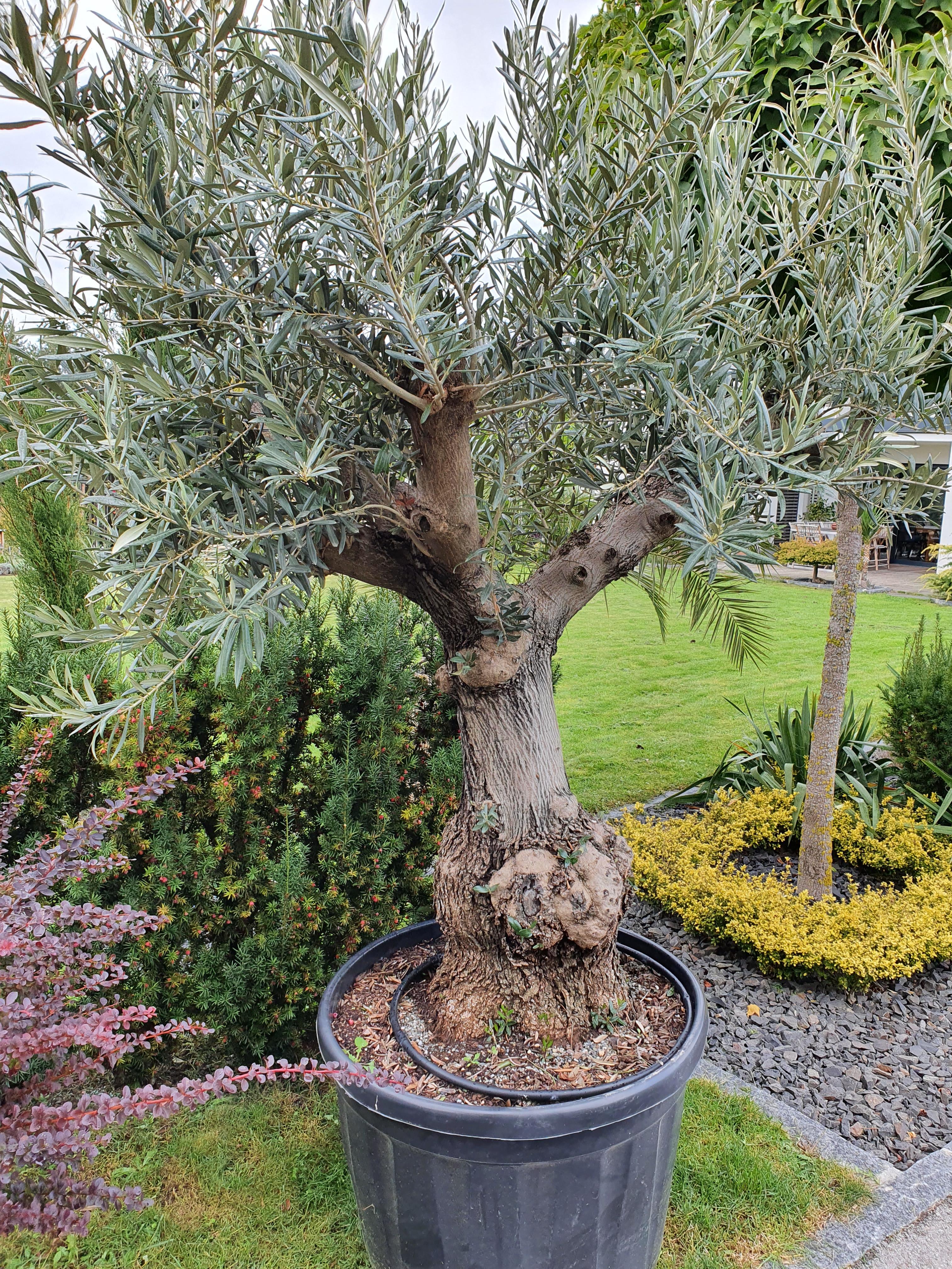 Olivenbäume im Garten was muss man beachten