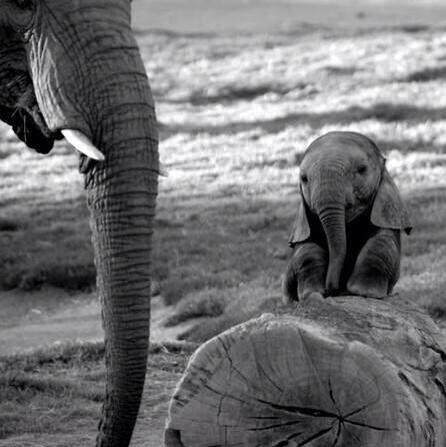 Erster Beitrag - Baby-Elefant