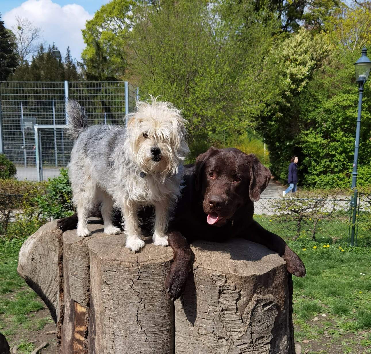 Saddy und Jim machen es sich auf einem Baumstupf in der Hundezone gemütlich.