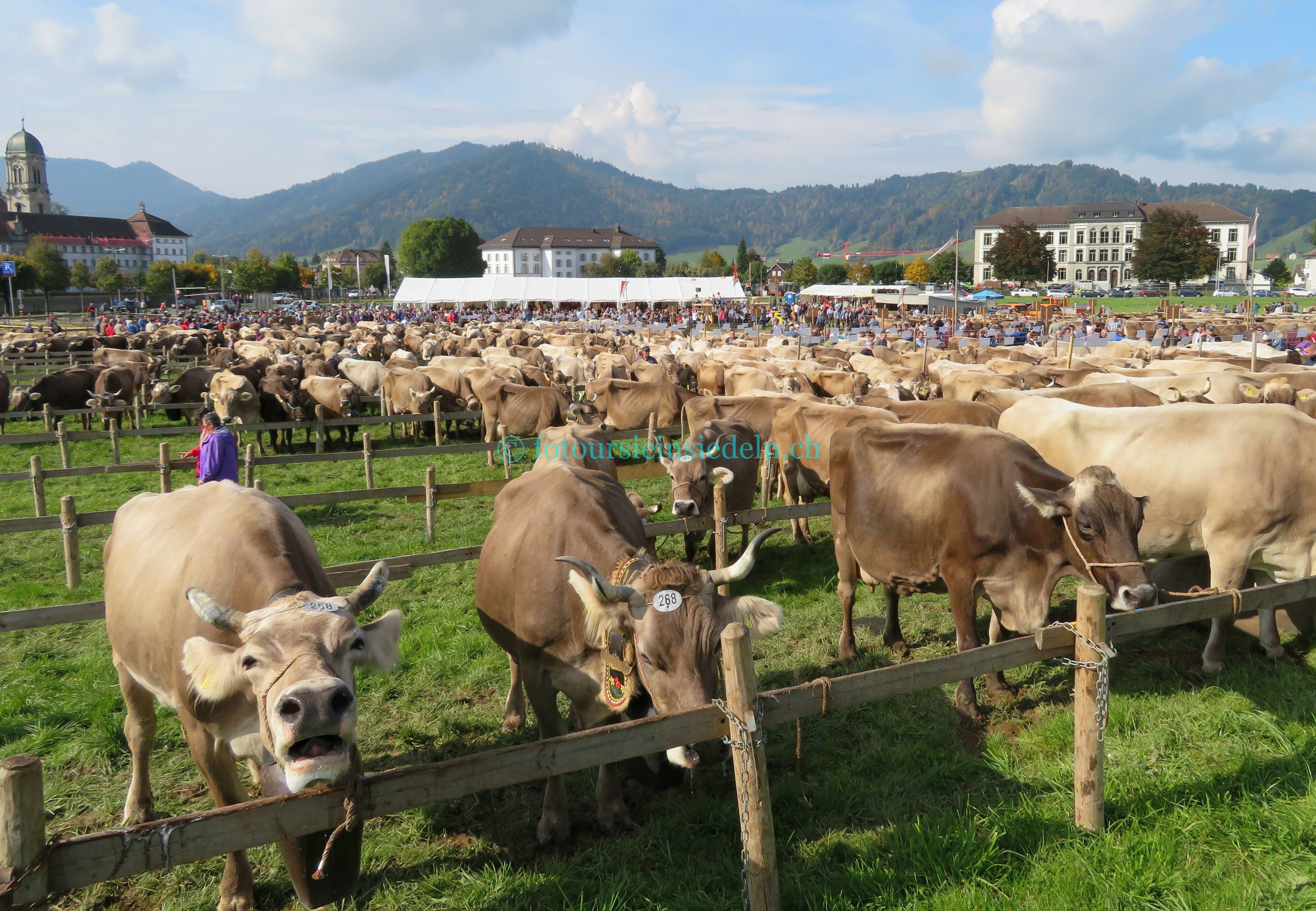 Einsiedler Viehschau 2017 Vieh+Schau 020