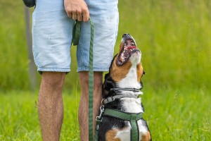 Hundeschule Einzeltraining