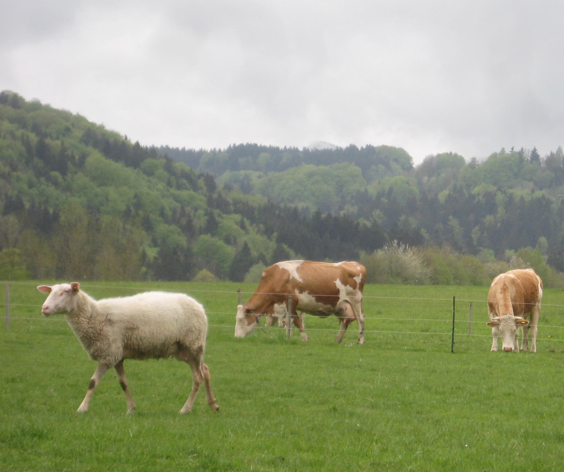 Eine Zeit lang haben sich unsere Kühe und Schafe die Weide aufgeteilt.