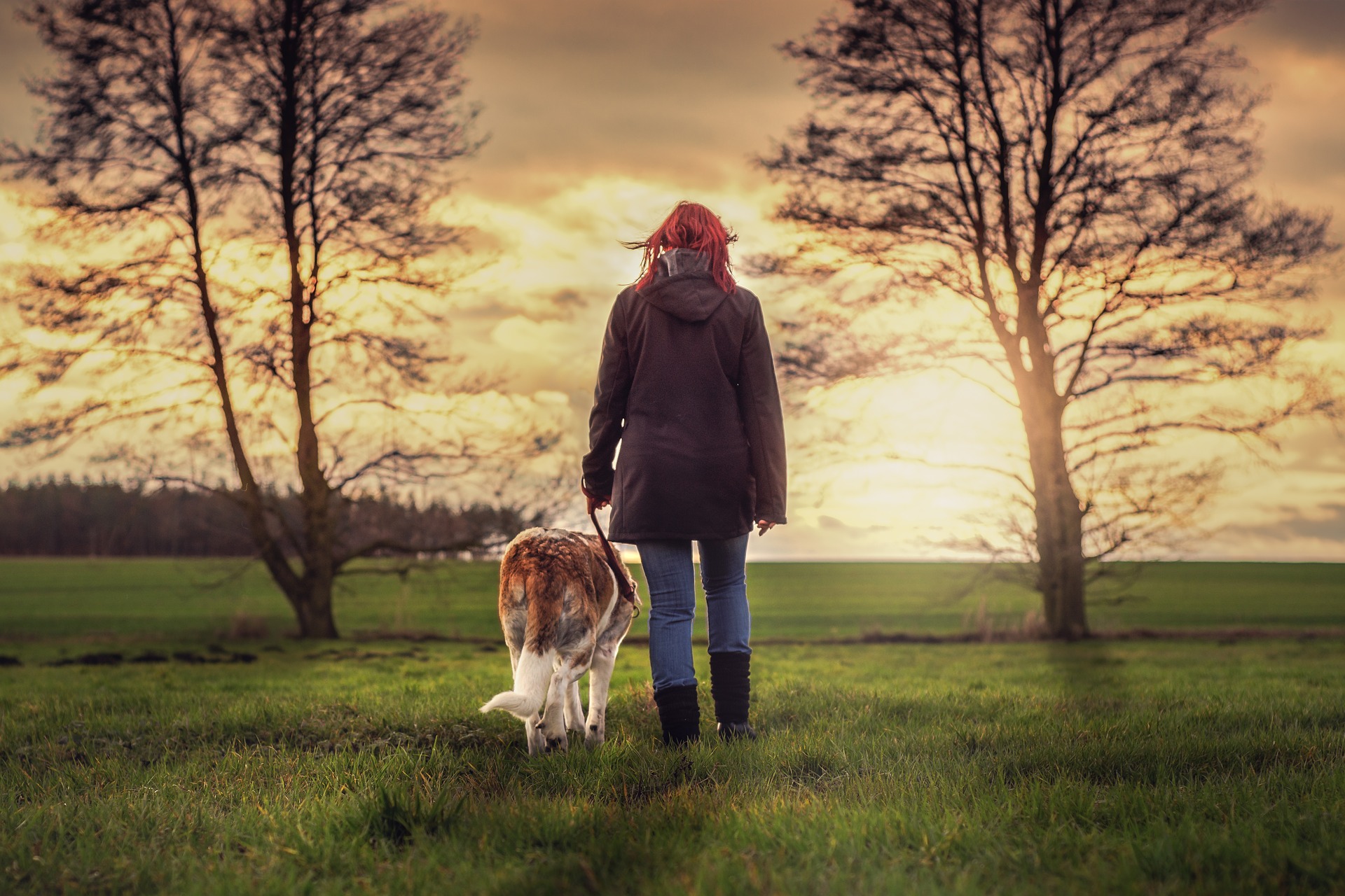 Mensch-Hund-Lernspaziergang: Etwas mehr als nur ein sozialer Spaziergang.