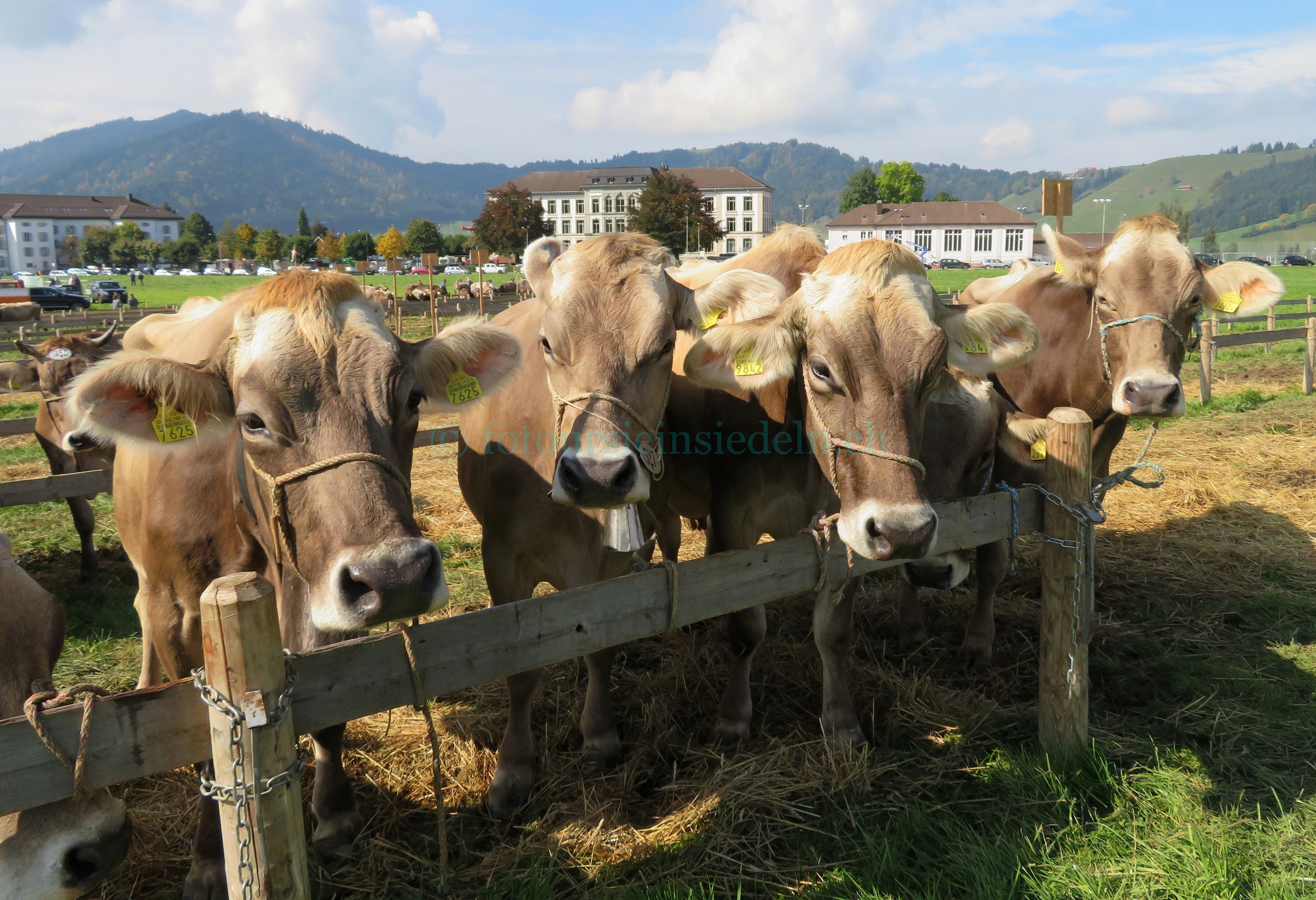 Einsiedler Viehschau 2017 Vieh+Schau 072