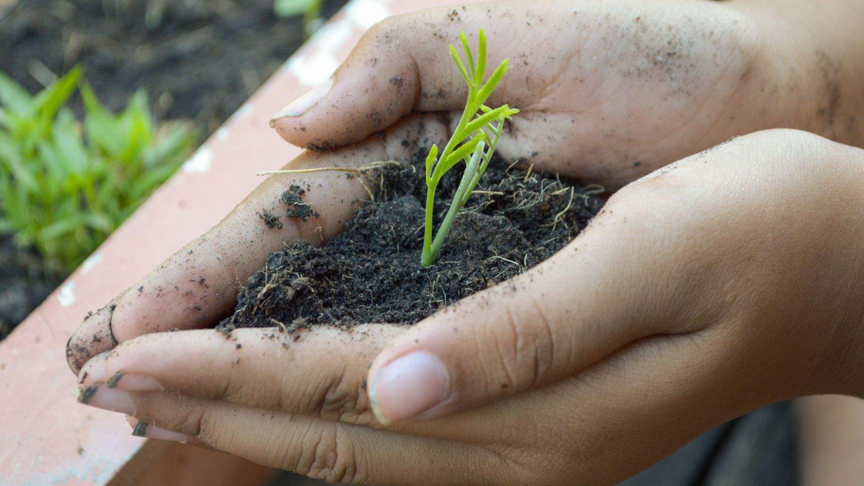 BIO Landwirtschaft Hand mit Pflanze