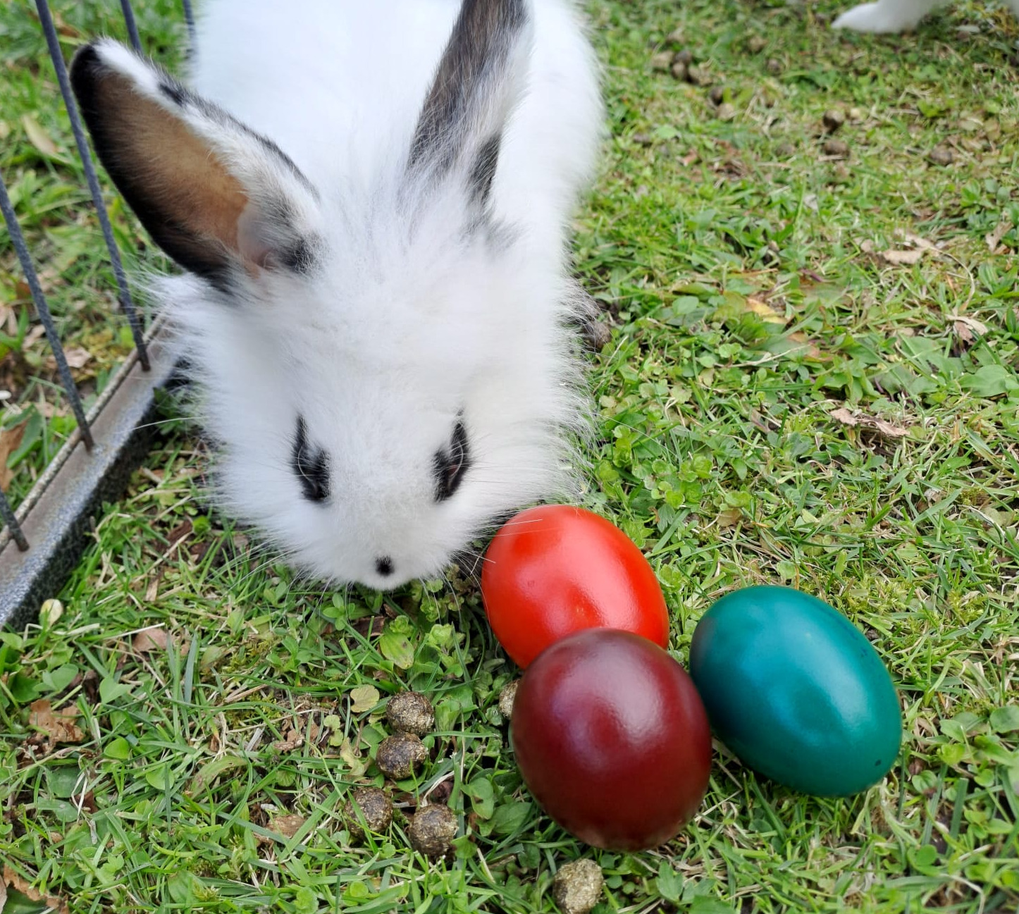 Kaninchen bei den Ostervorbereitungen