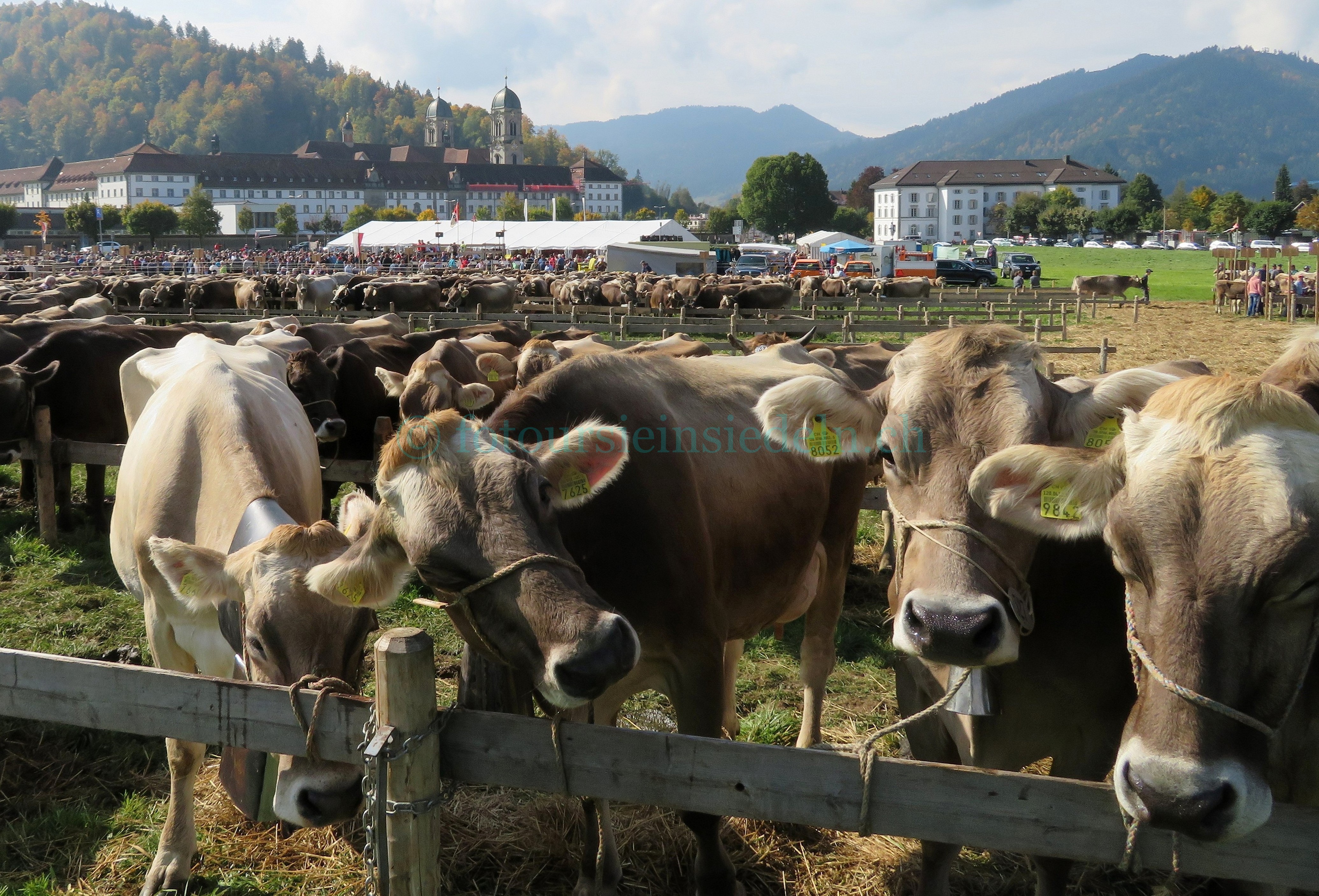 Einsiedler Viehschau 2017 Vieh+Schau 073