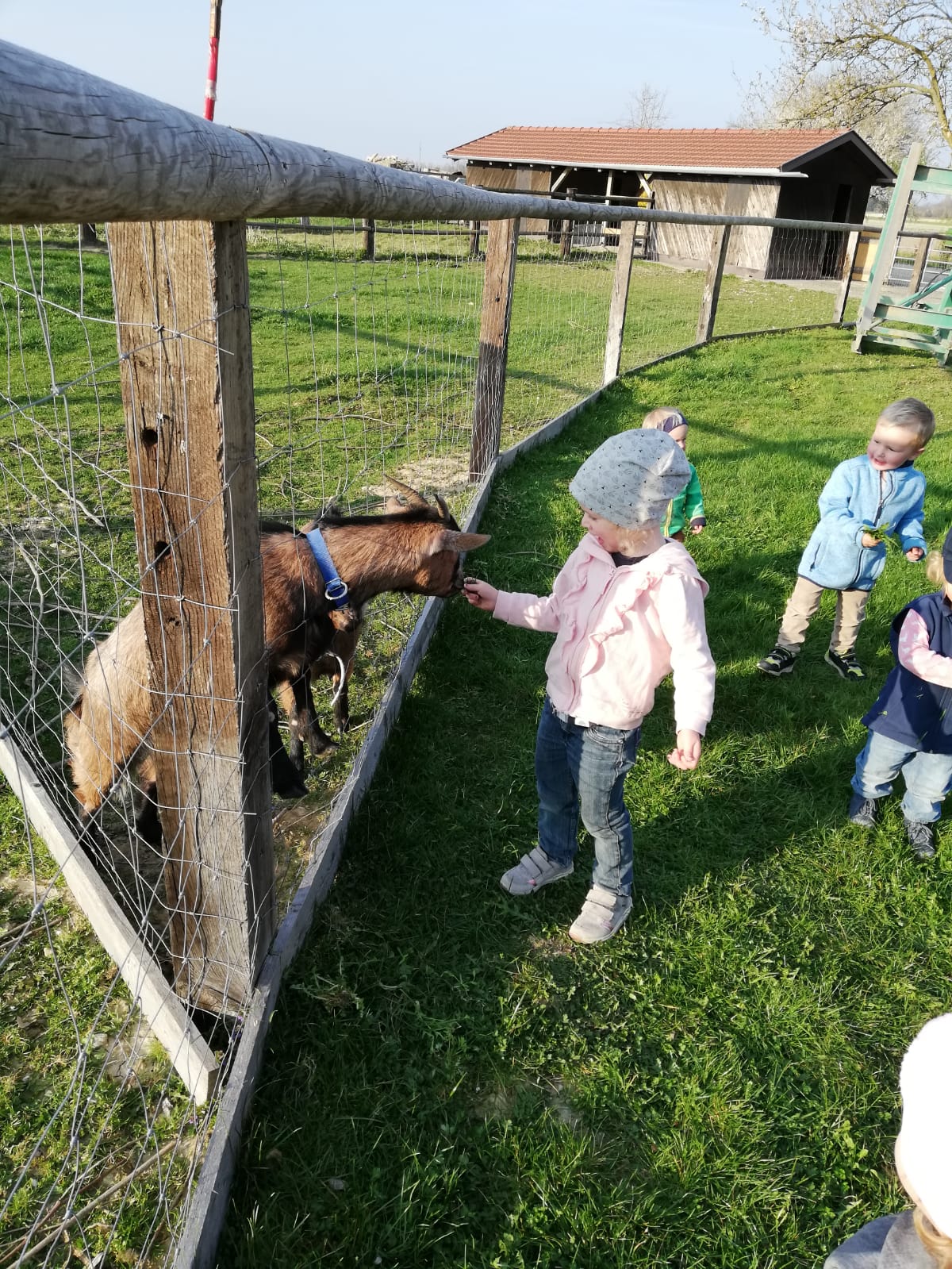 Kinder sind immer mit Begeisterung dabei unser Ziegen mit zusätzlichem Futter zu versorgen