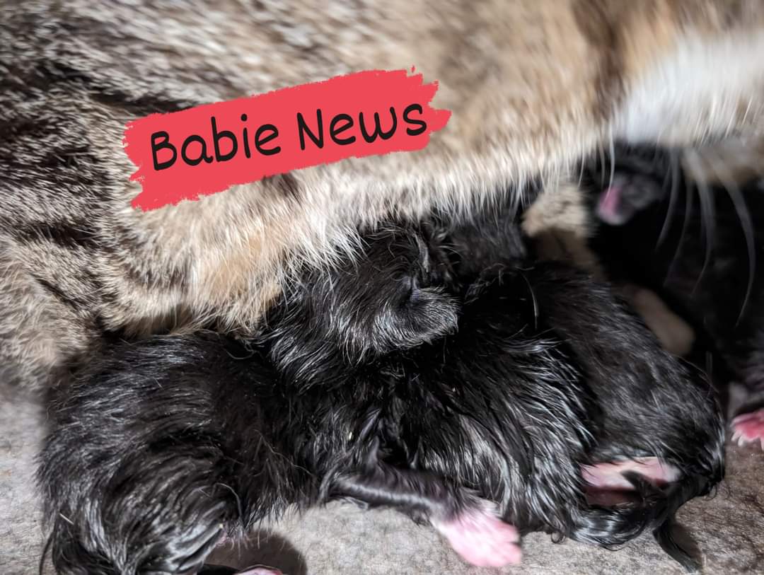 Baby-News