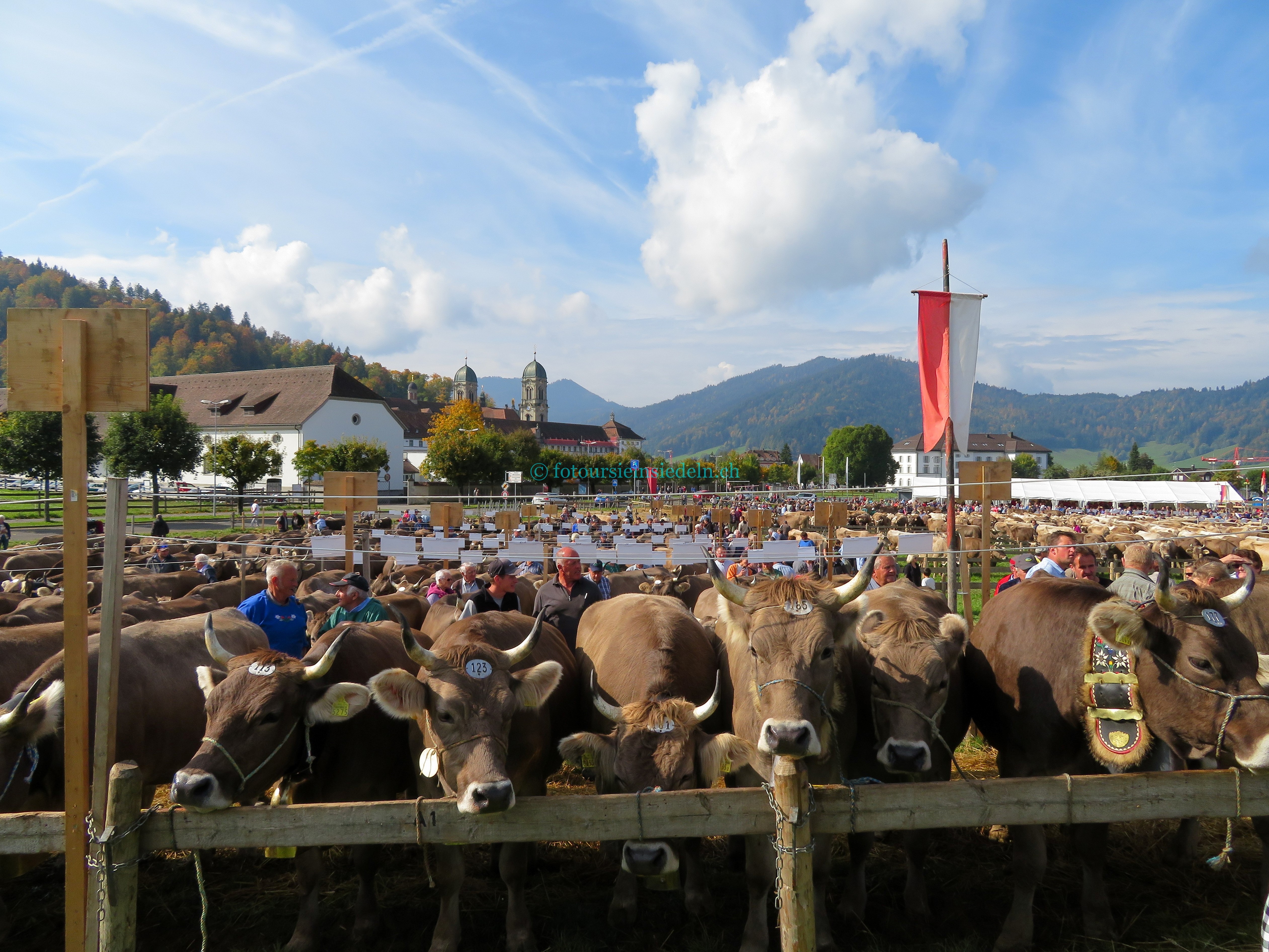 Einsiedler Viehschau 2017 Vieh+Schau 014
