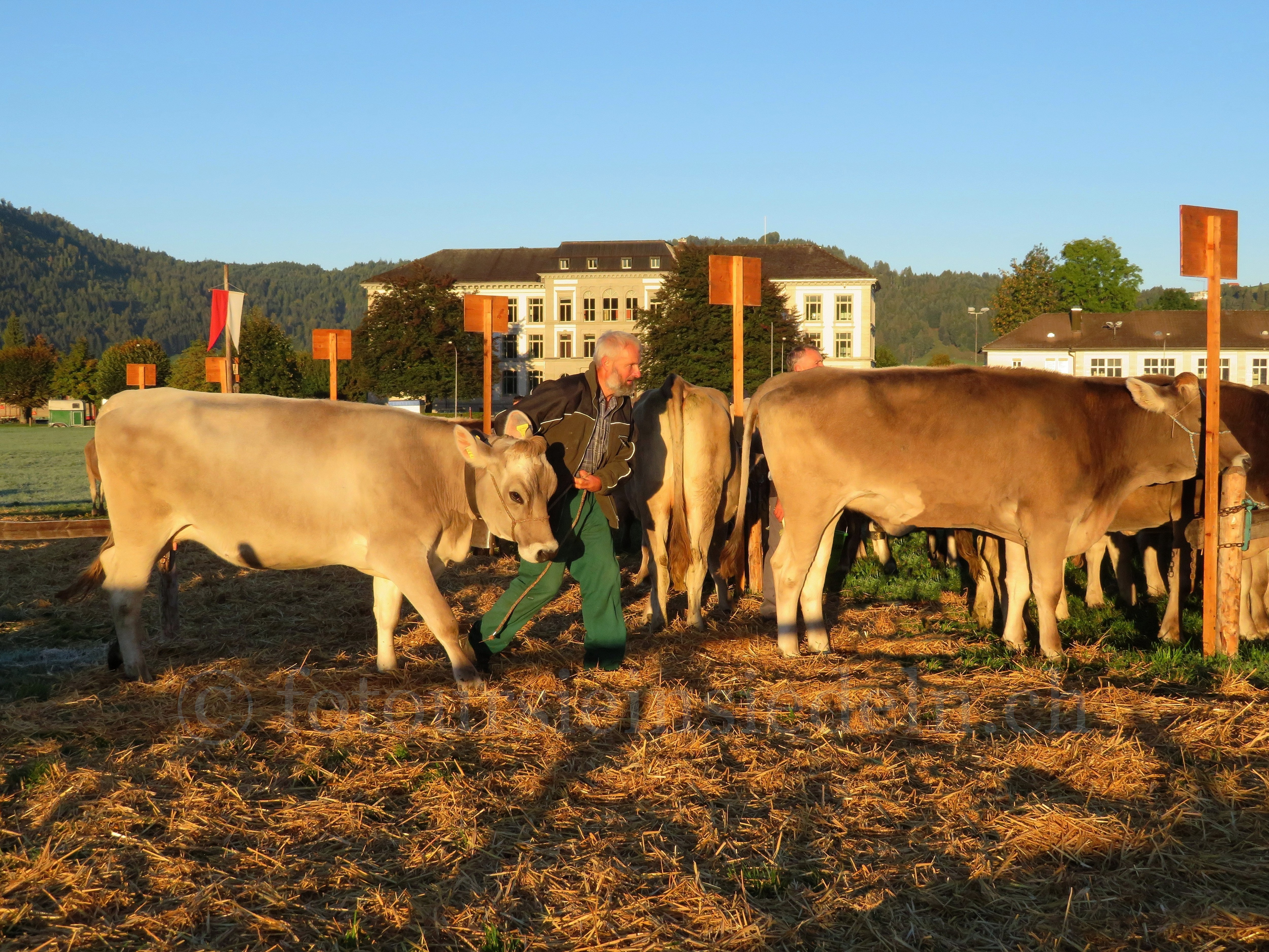 Einsiedler Viehschau 2018 088