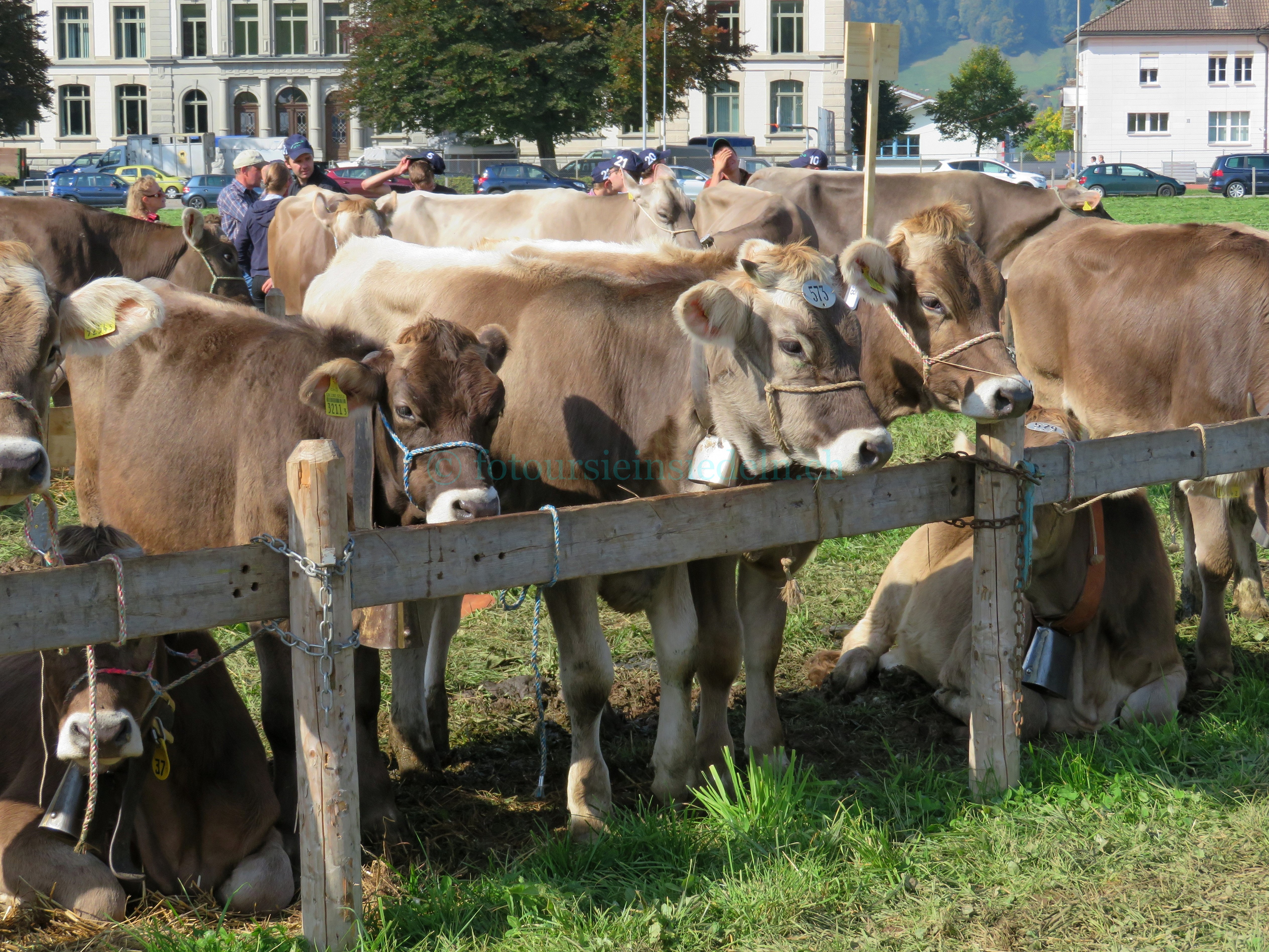 Einsiedler Viehschau 2017 Vieh+Schau 074