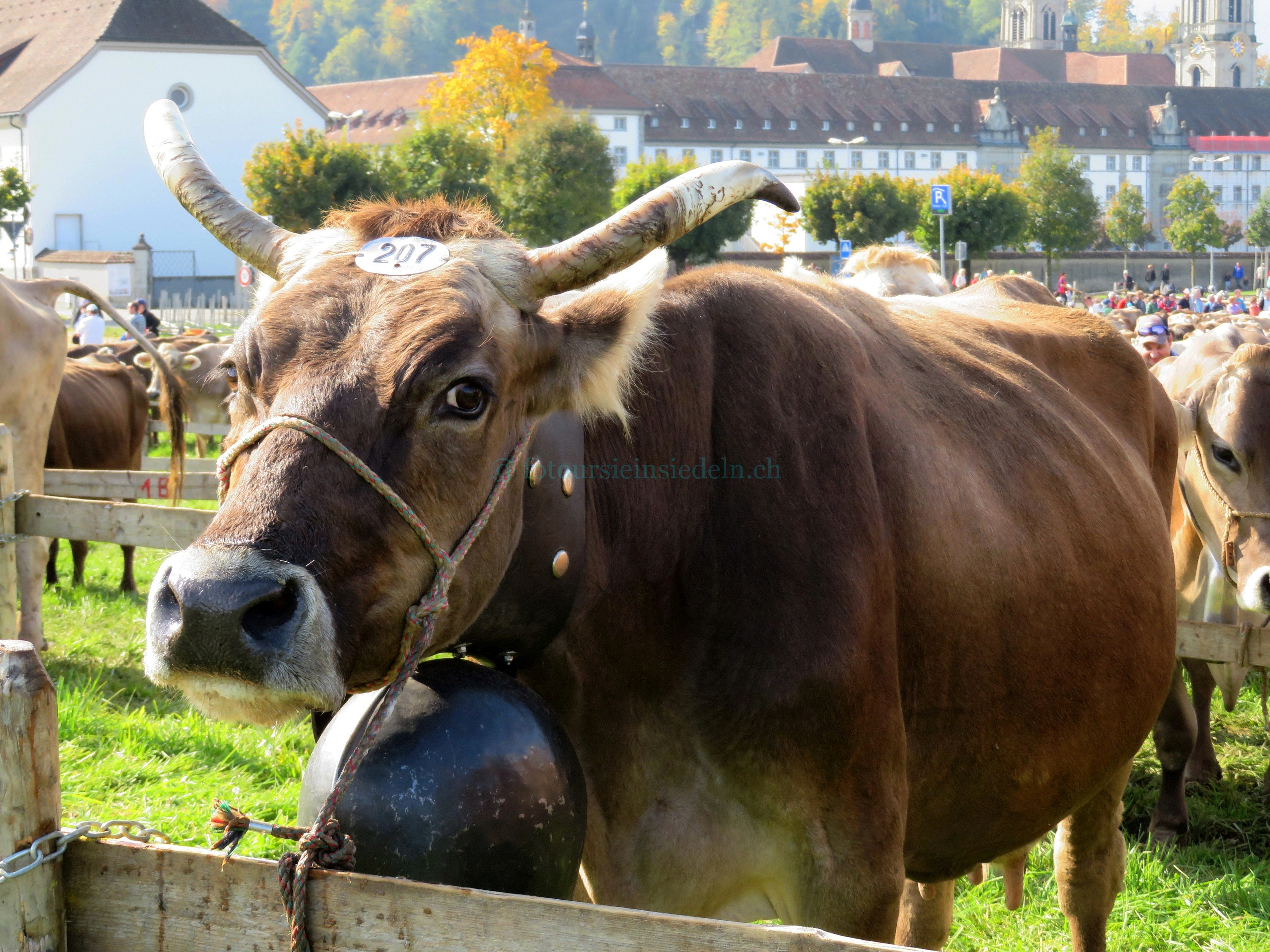 Einsiedler Viehschau 2017 Vieh+Schau 067