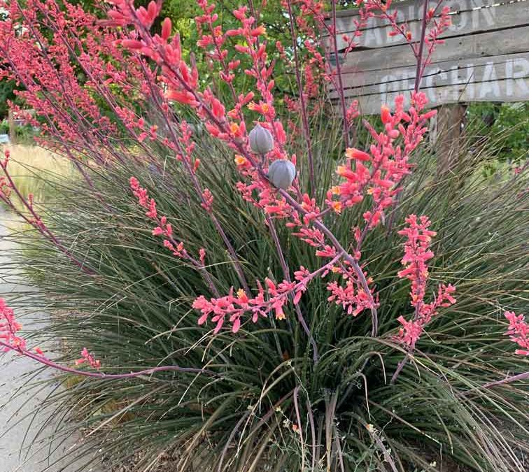 Hesperaloe parviflora Rote Yucca