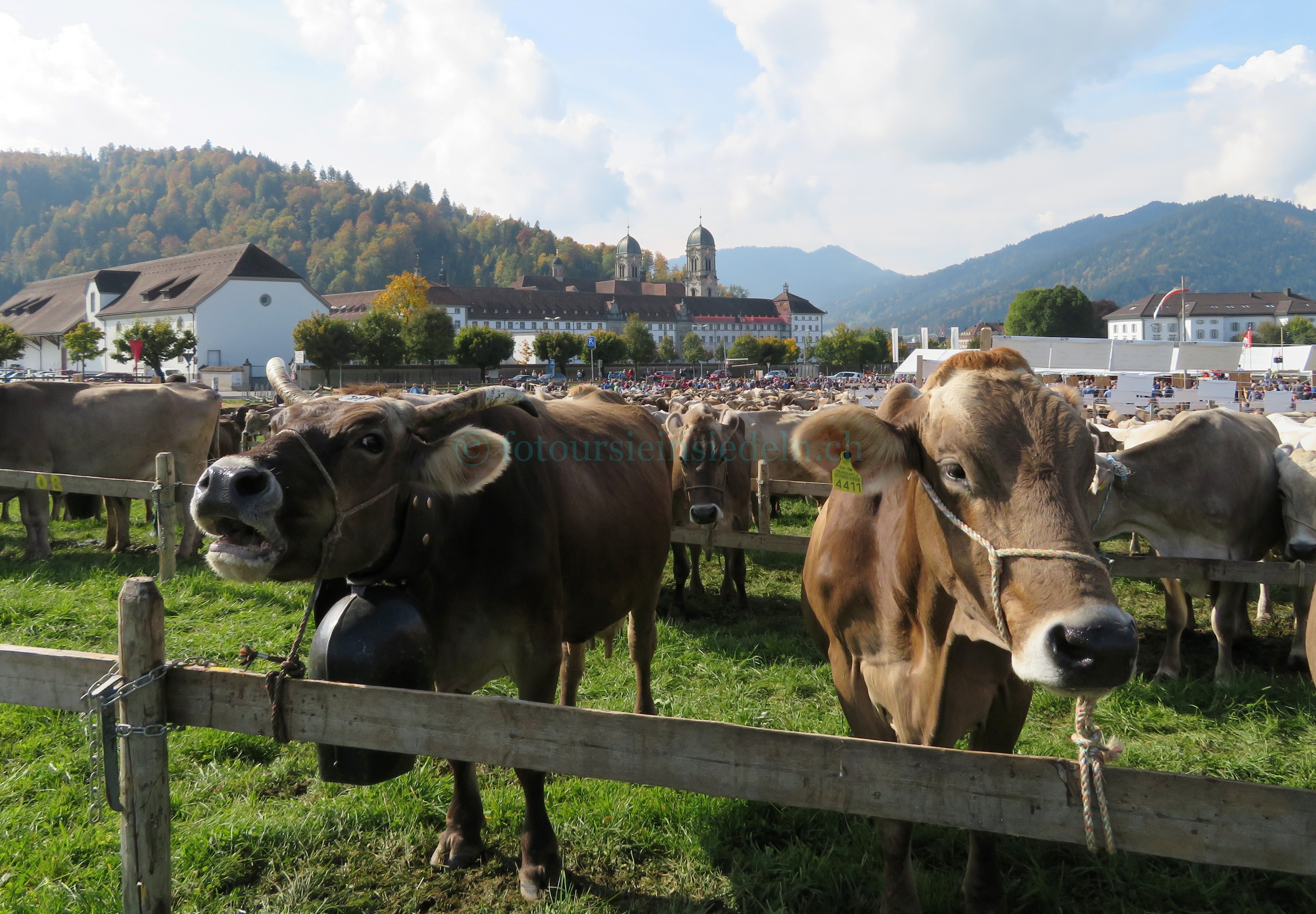 Einsiedler Viehschau 2017 Vieh+Schau 066