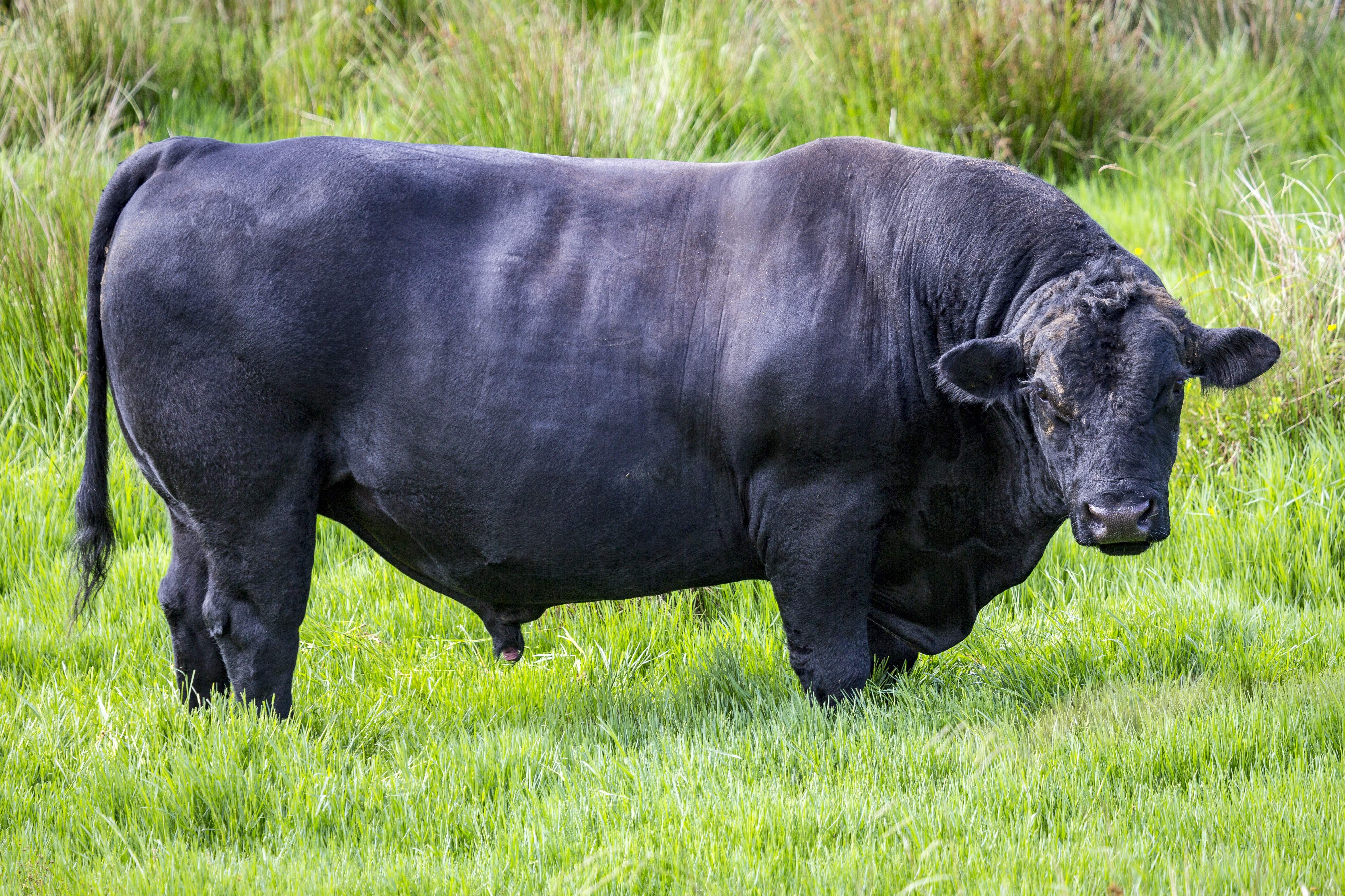 Black angus bull dicks video