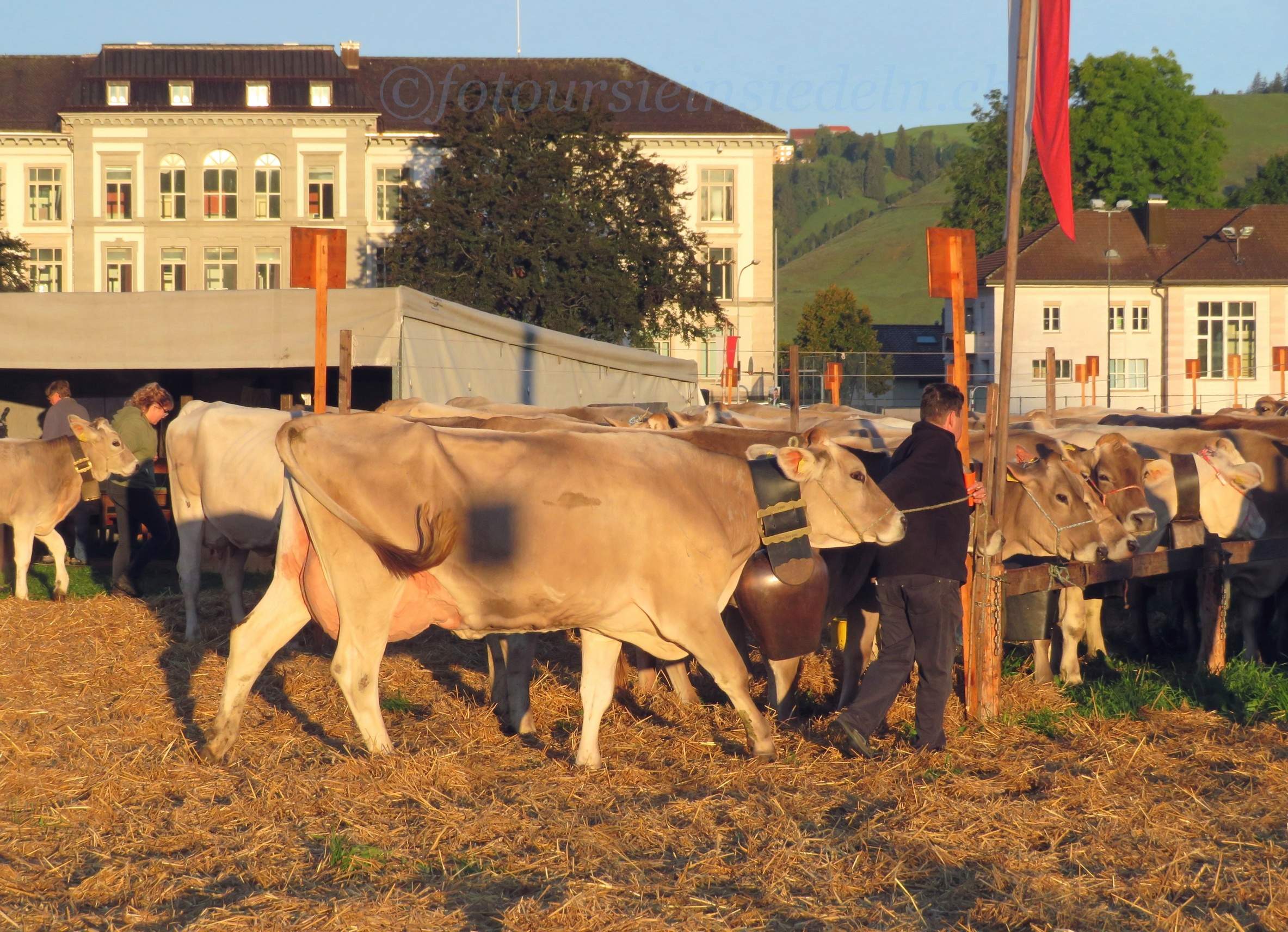 Einsiedler Viehschau 2019 082