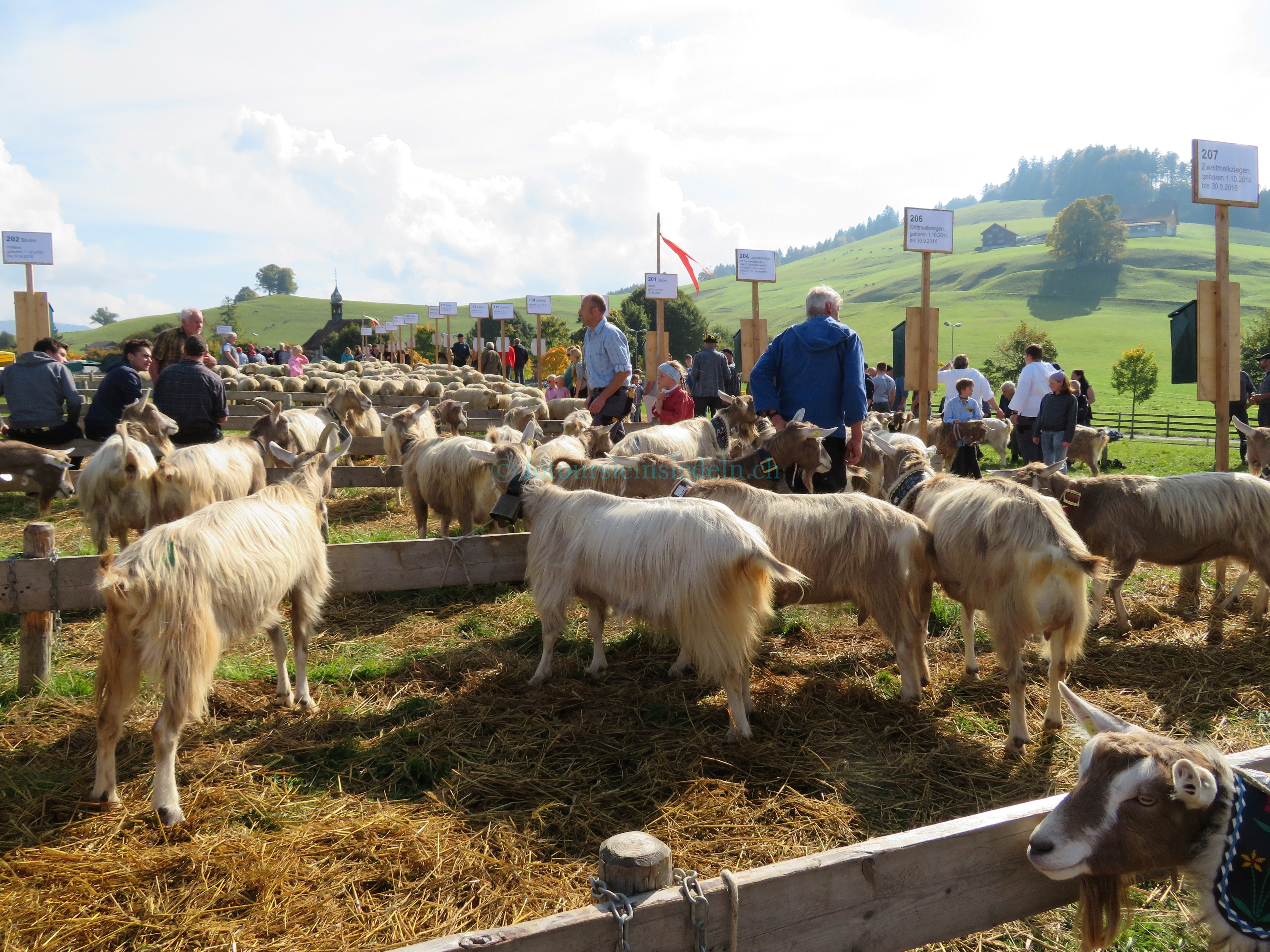 Einsiedler Viehschau 2017 Vieh+Schau 054