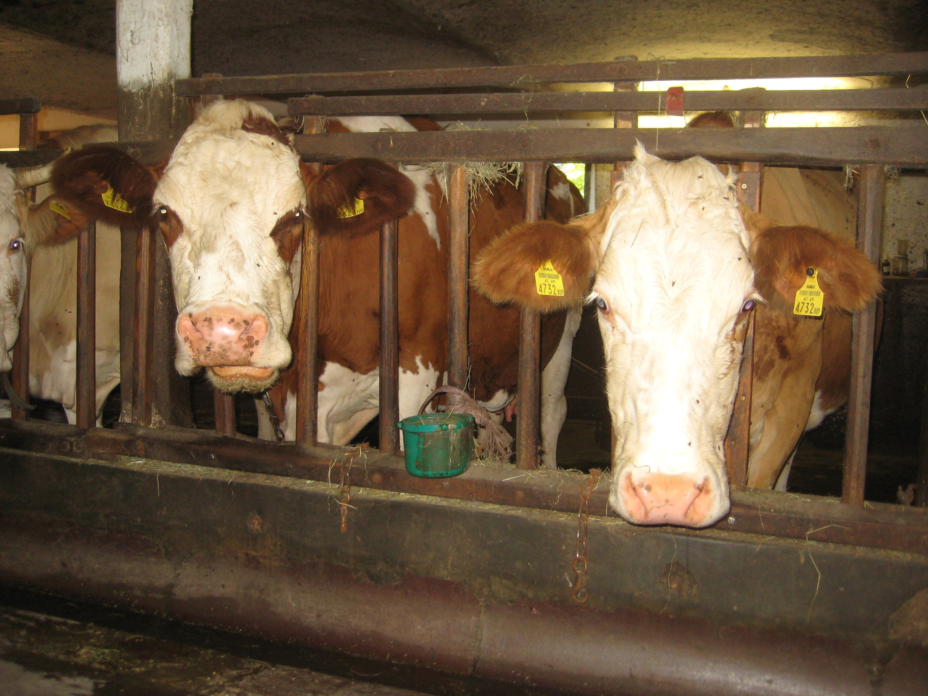 Unsere Milchkühe in Kombinationshaltung bis 2016: viel Weidegang und drinnen einen fixen Stallplatz.