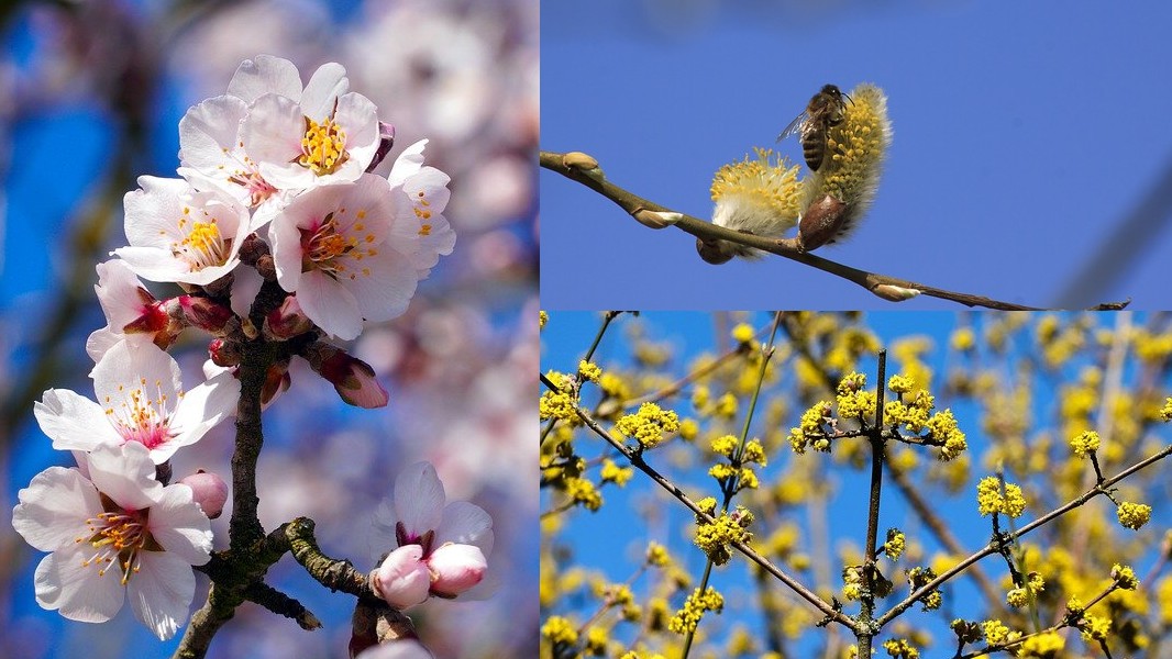 3 der schönsten Frühlingsblüher