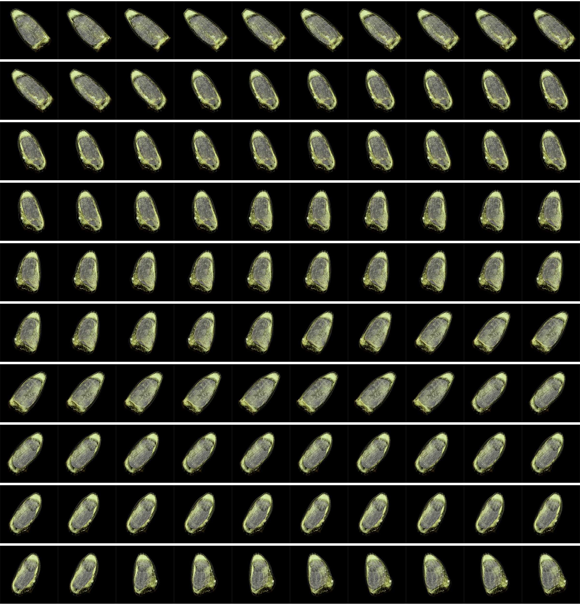 Tomographic data of pieris brassica SubNetAIR