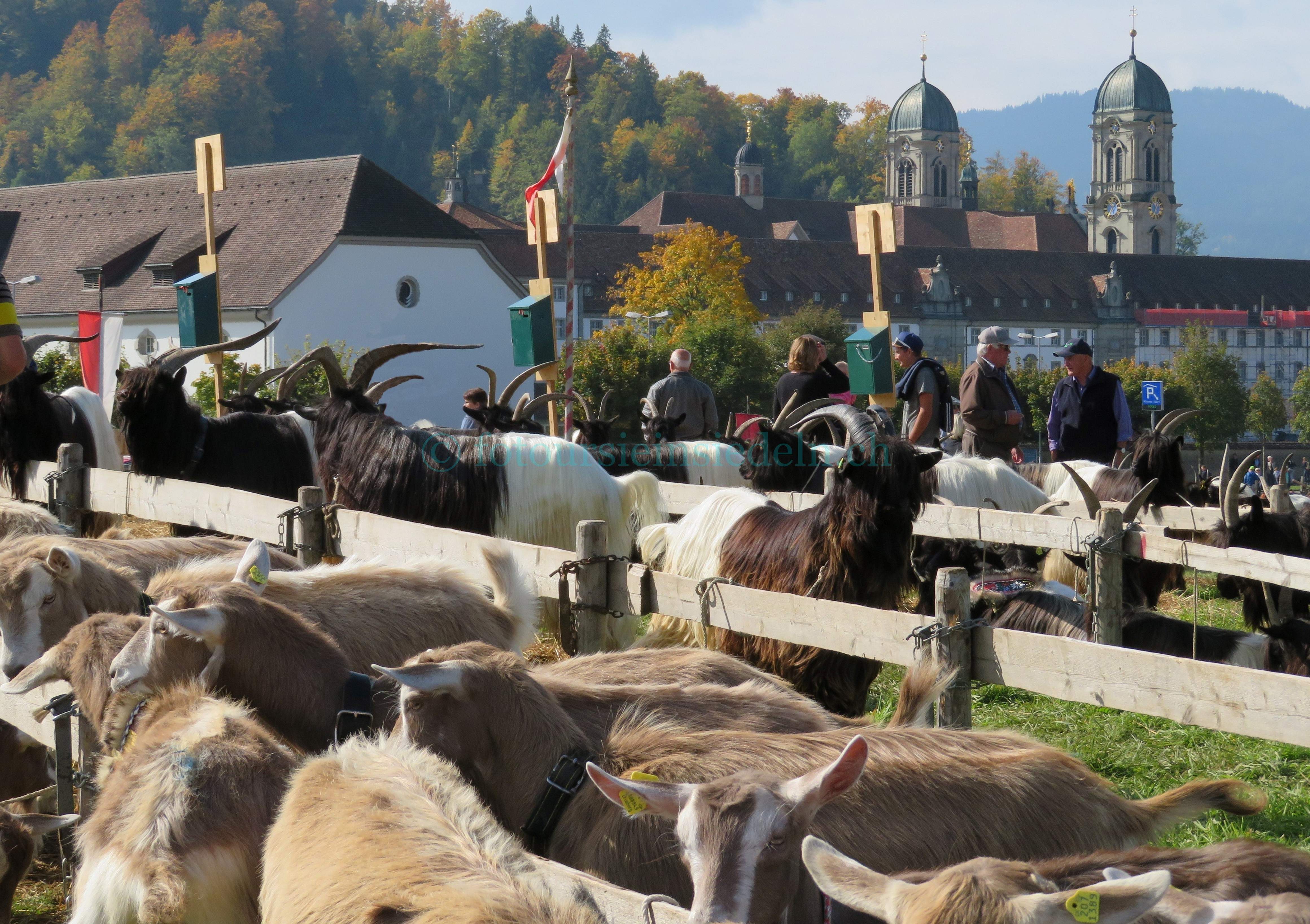 Einsiedler Viehschau 2017 Vieh+Schau 061