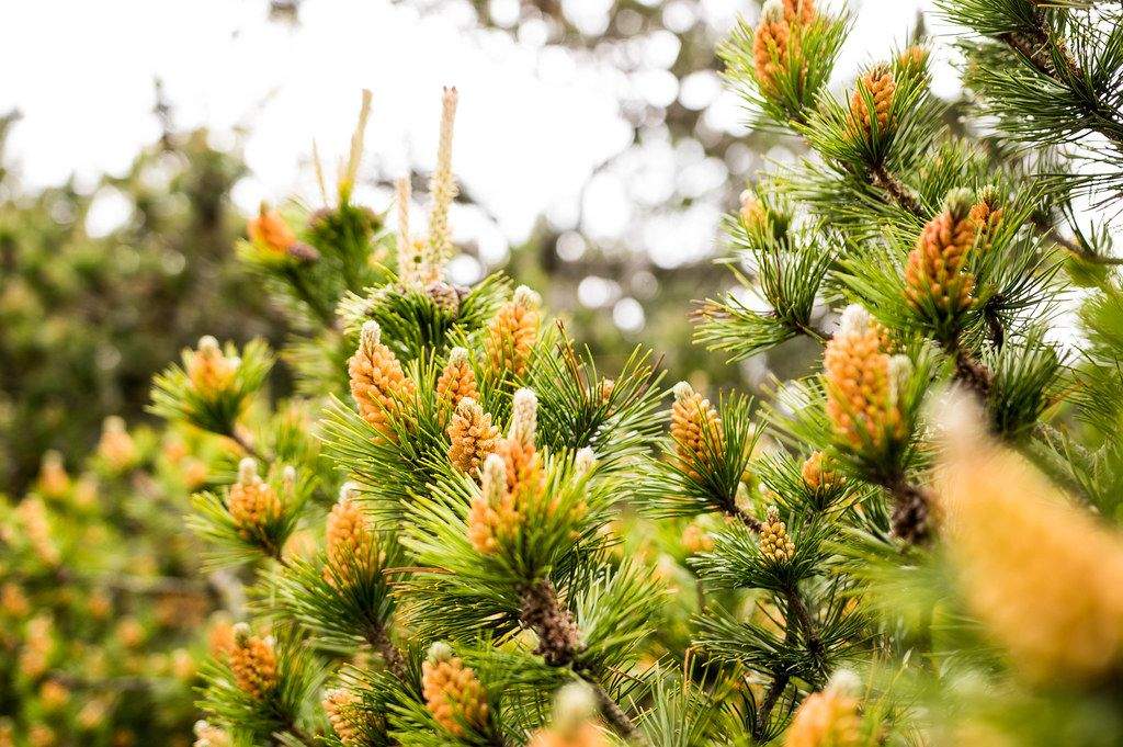 Photo: Orange pine cones by Marco Verch under Creative Commons 2.0