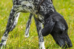 Hundeschule Stadttraining