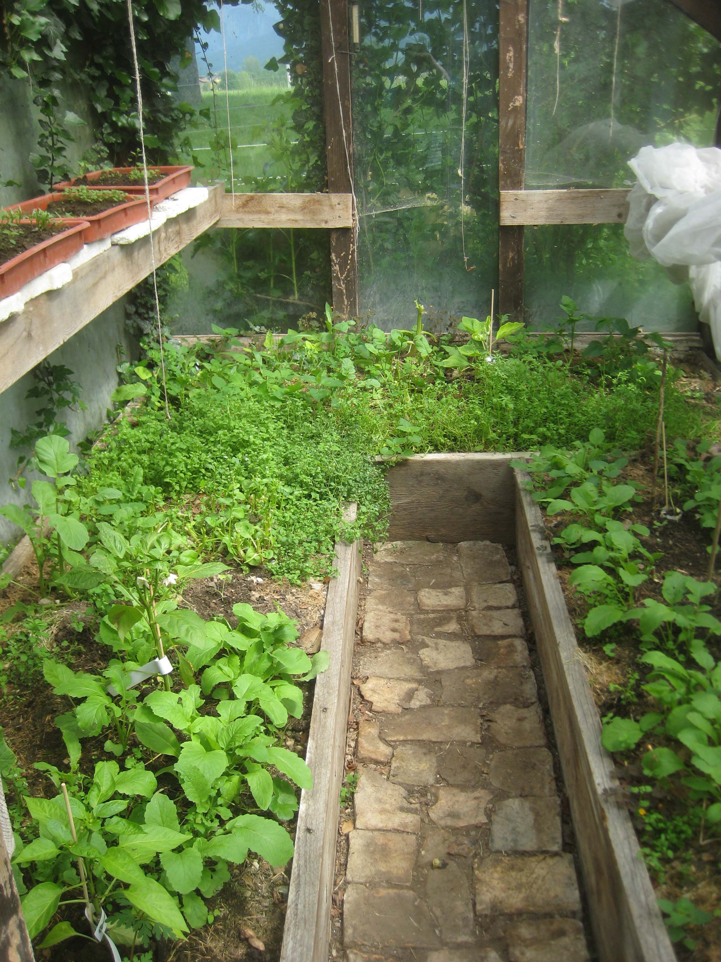 Noch zartes Grün: Paprika- und Auberginen-Pflanzen, Radieschen, Kresse, ...aufgehende Gemüsesämlinge