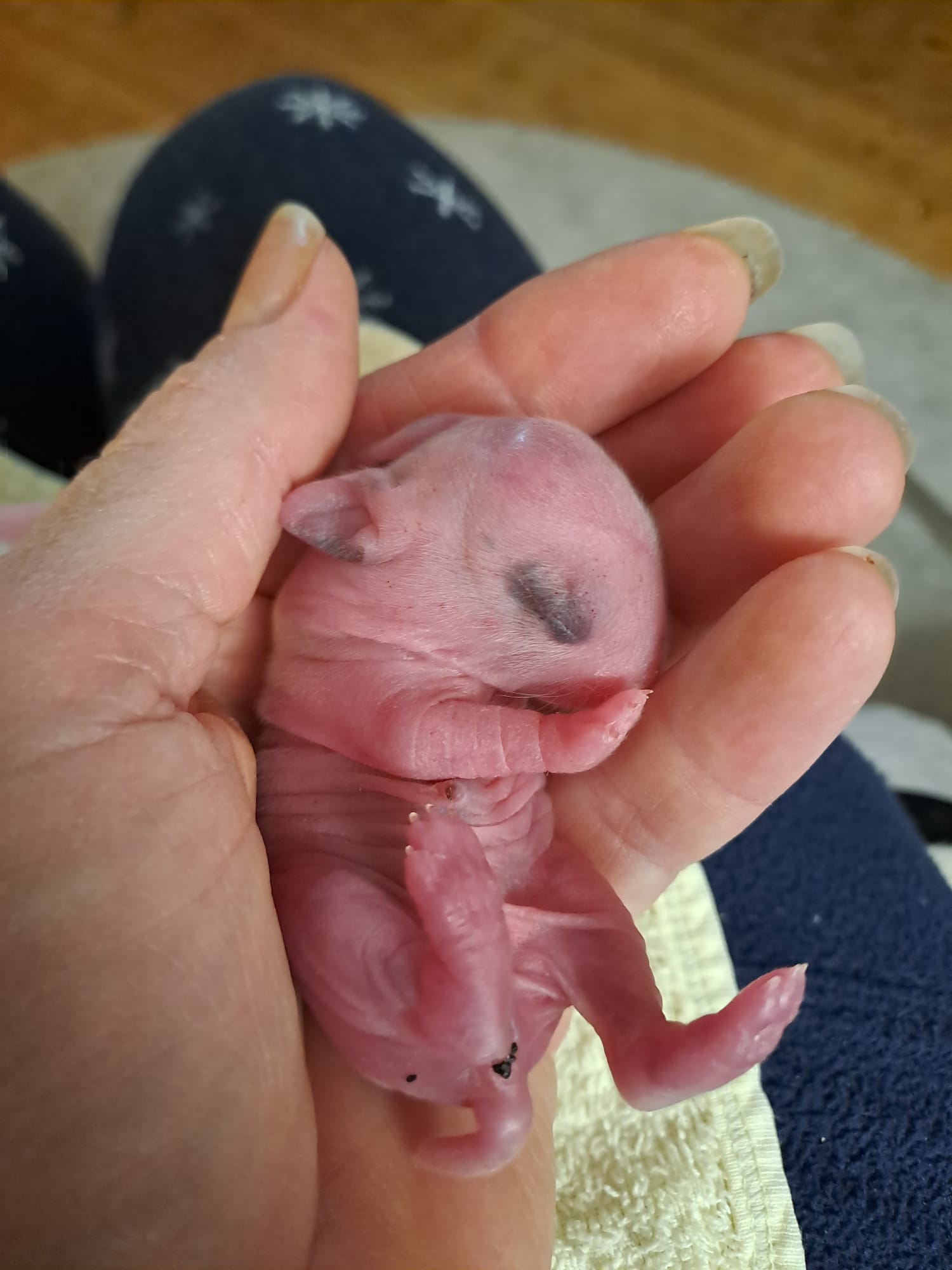 Junge Kaninchenmutter völlig überfordert - nur ein Baby überlebt