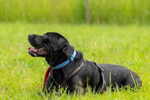 Hundeschule Prüfungsvorbereitung