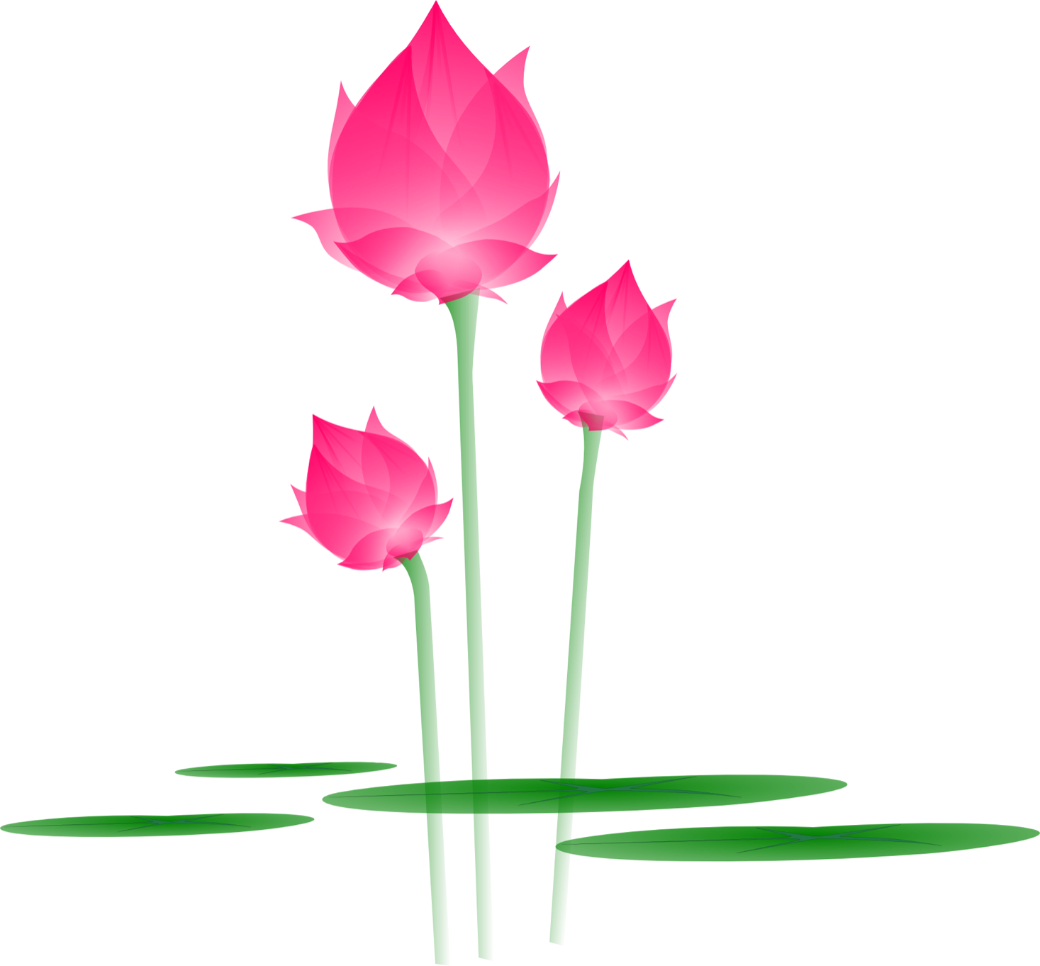 Lotus Blume, rot, Spirituelle Entwicklung,
