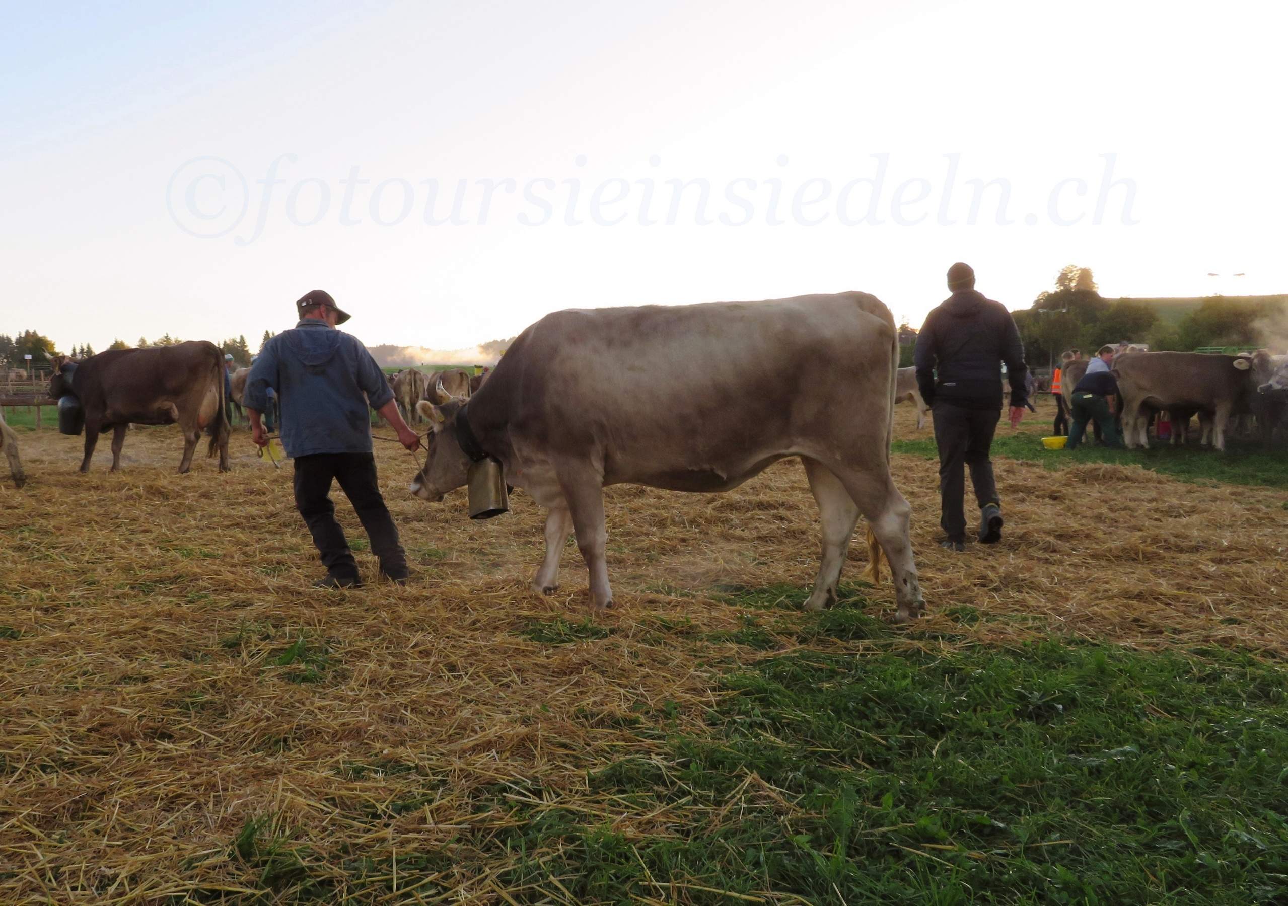 Einsiedler Viehschau 2019 067