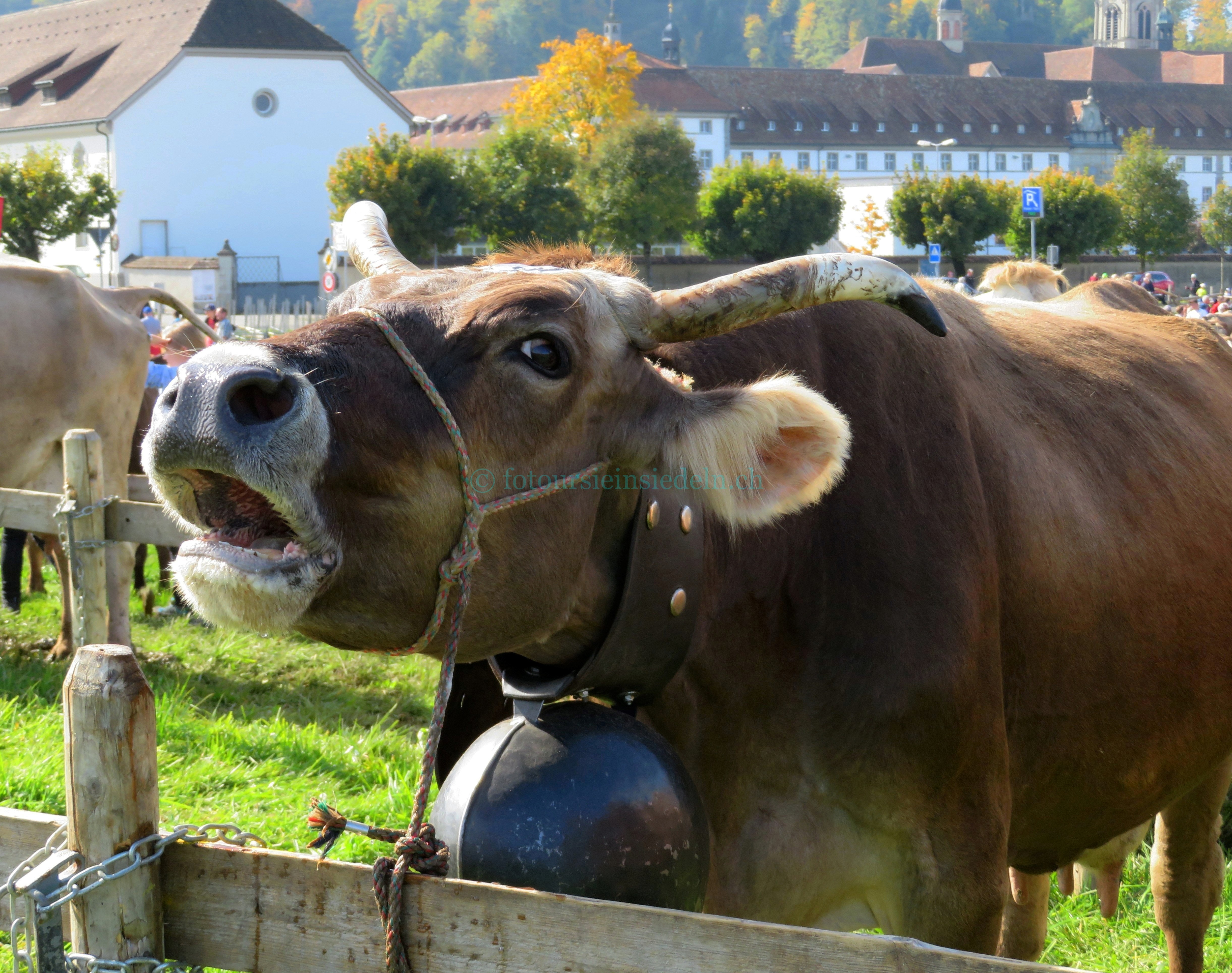 Einsiedler Viehschau 2017 Vieh+Schau 068